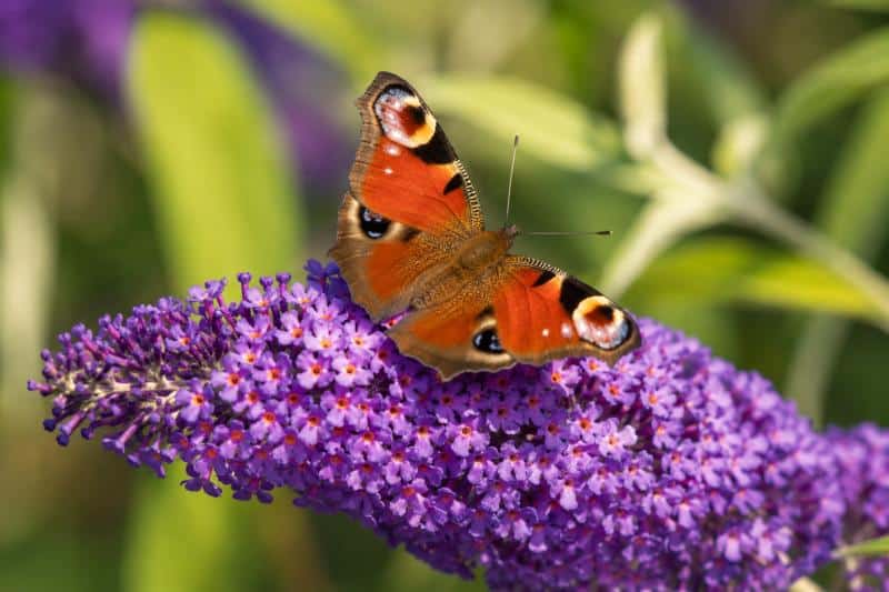 Schmetterling sitzt auf einer lila Blütenrispe des Schmetterlingsflieders. Die Pflanze wirkt wertvoll für Insekten, ist es aber kaum.